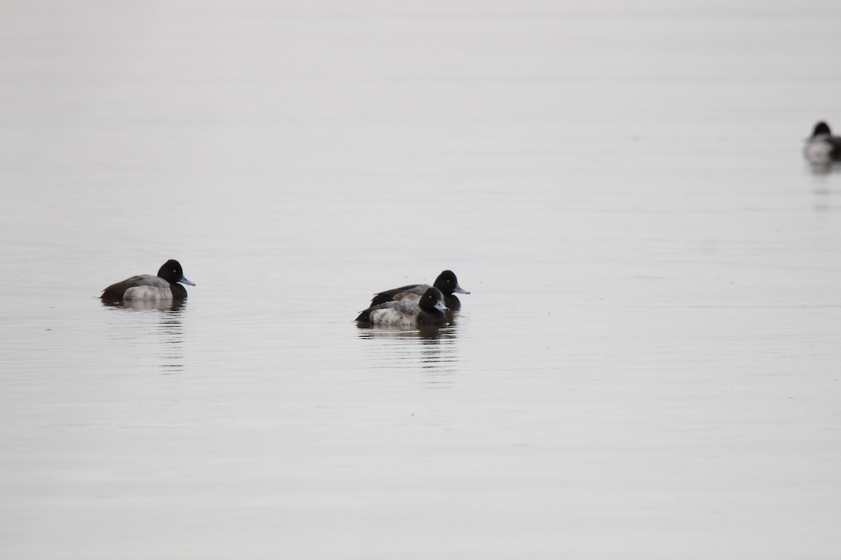 Lesser Scaup - ML627973705