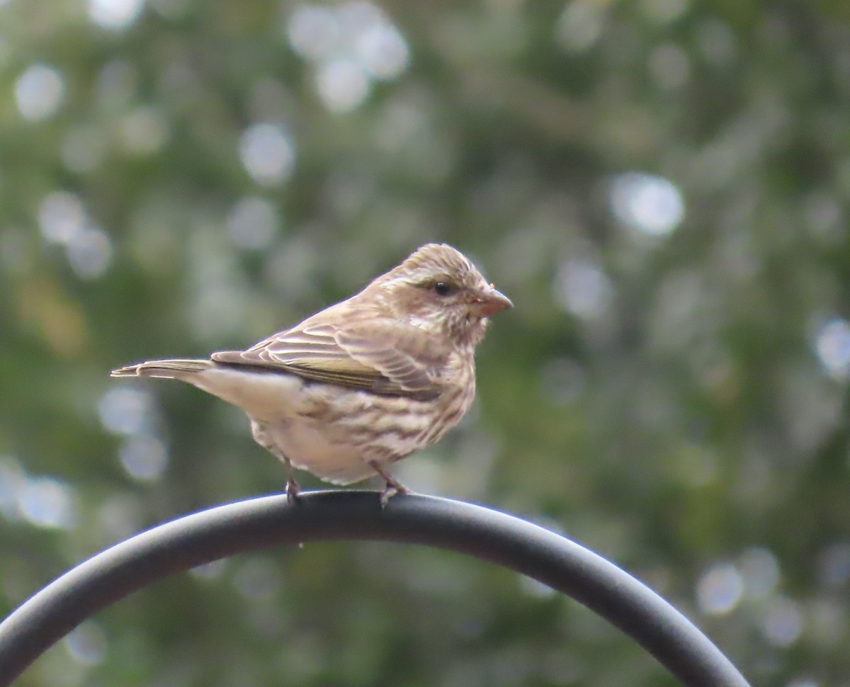 Purple Finch - ML627973717