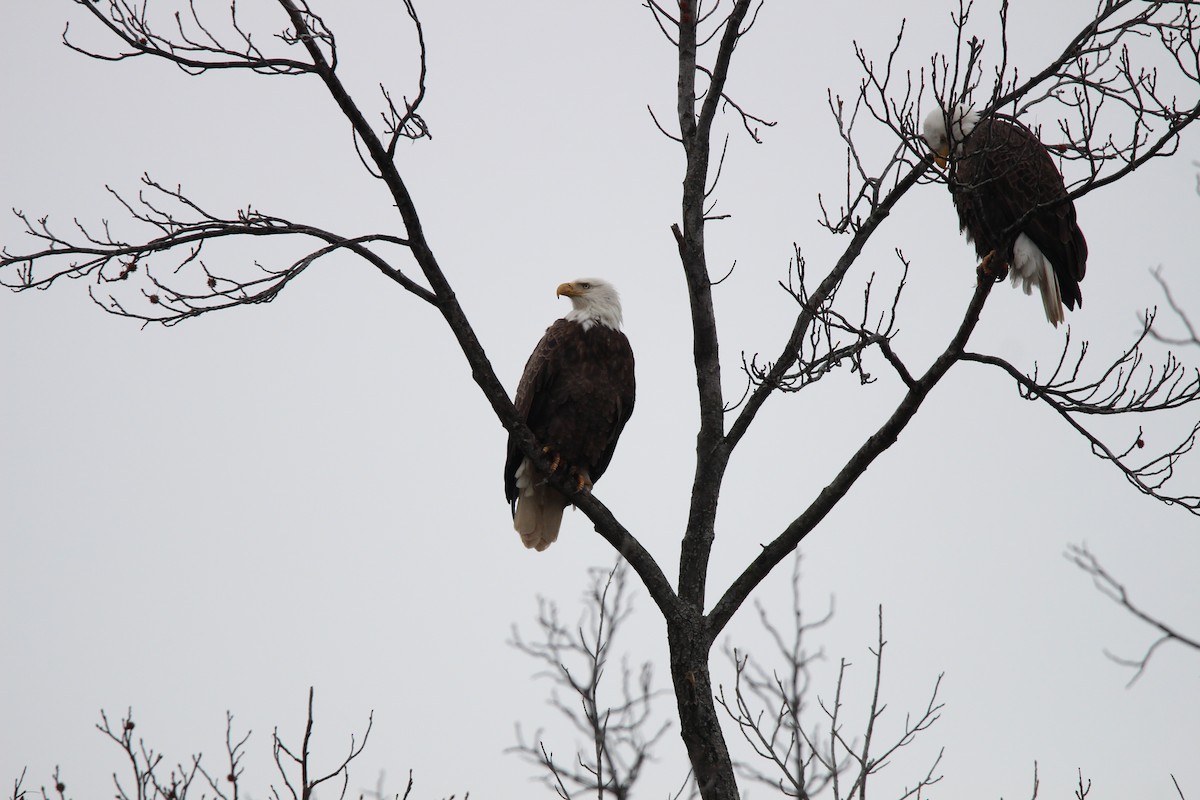 Bald Eagle - ML627973731