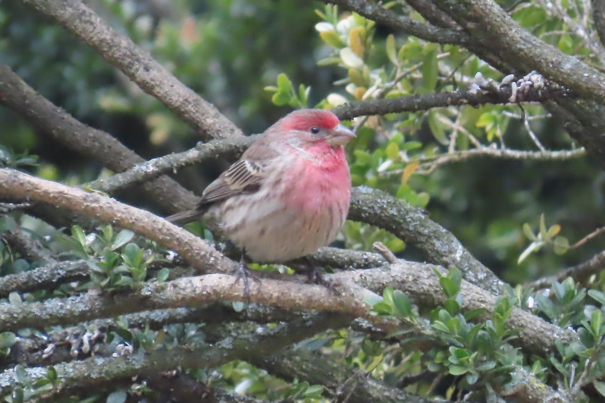 House Finch - ML627973739