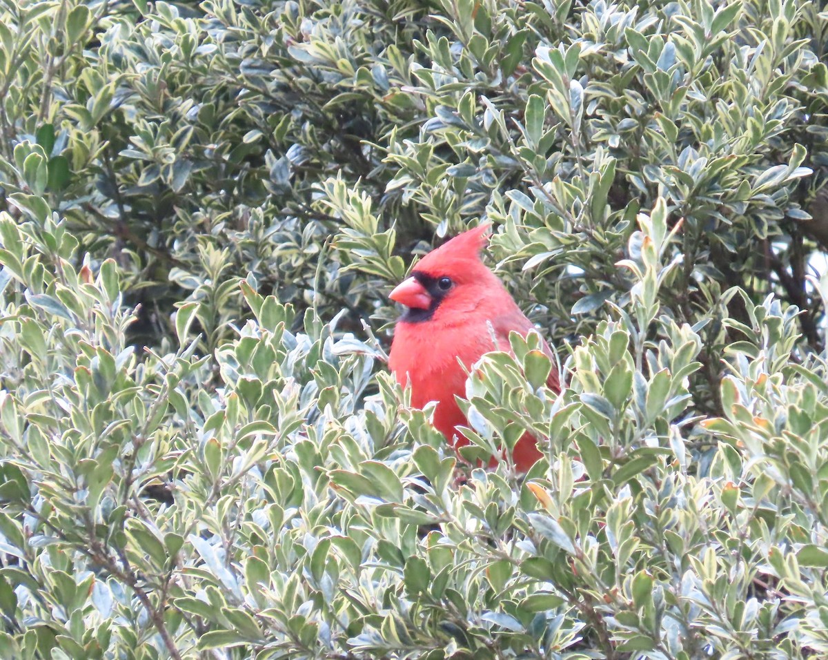 Northern Cardinal - ML627973791