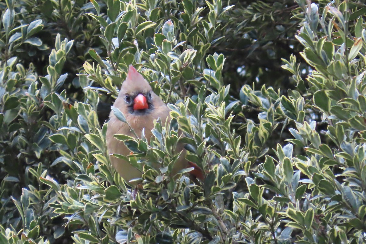 Northern Cardinal - ML627973804