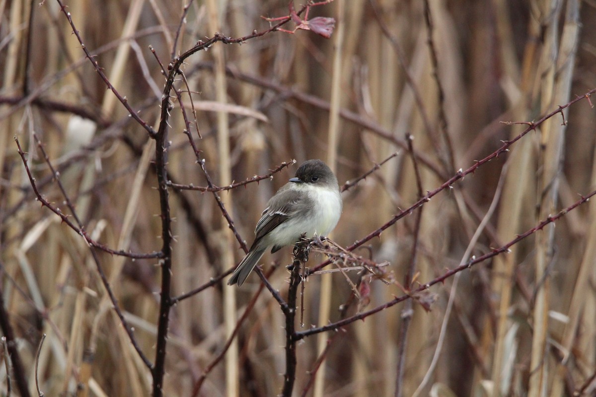 Eastern Phoebe - ML627973834