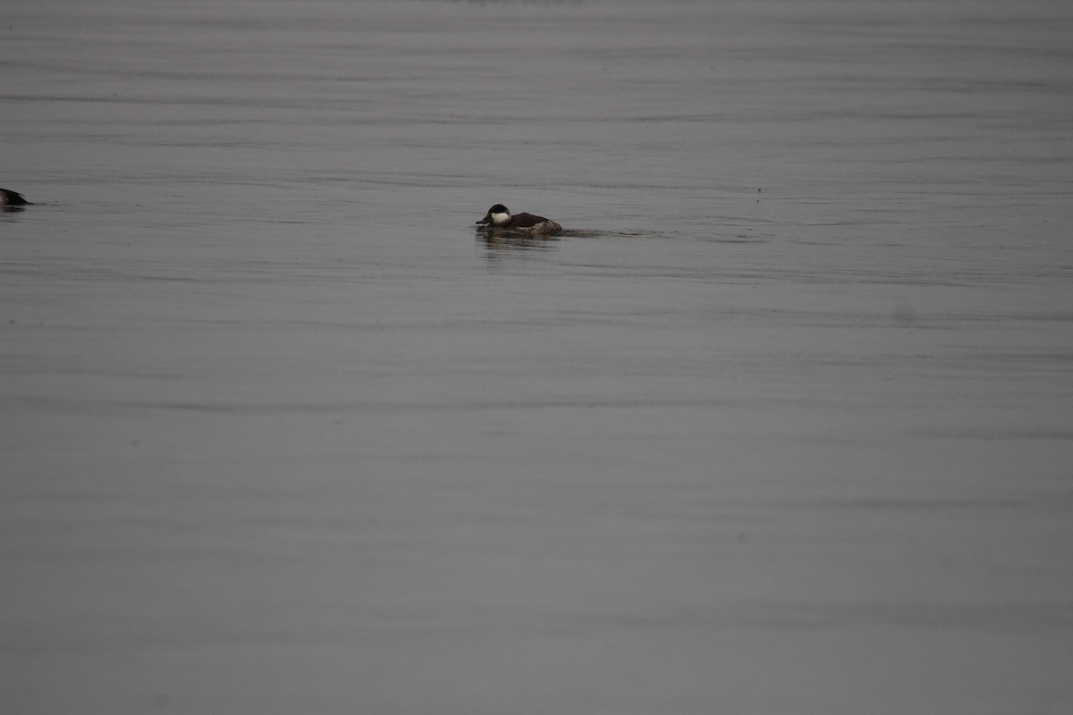 Ruddy Duck - ML627973933