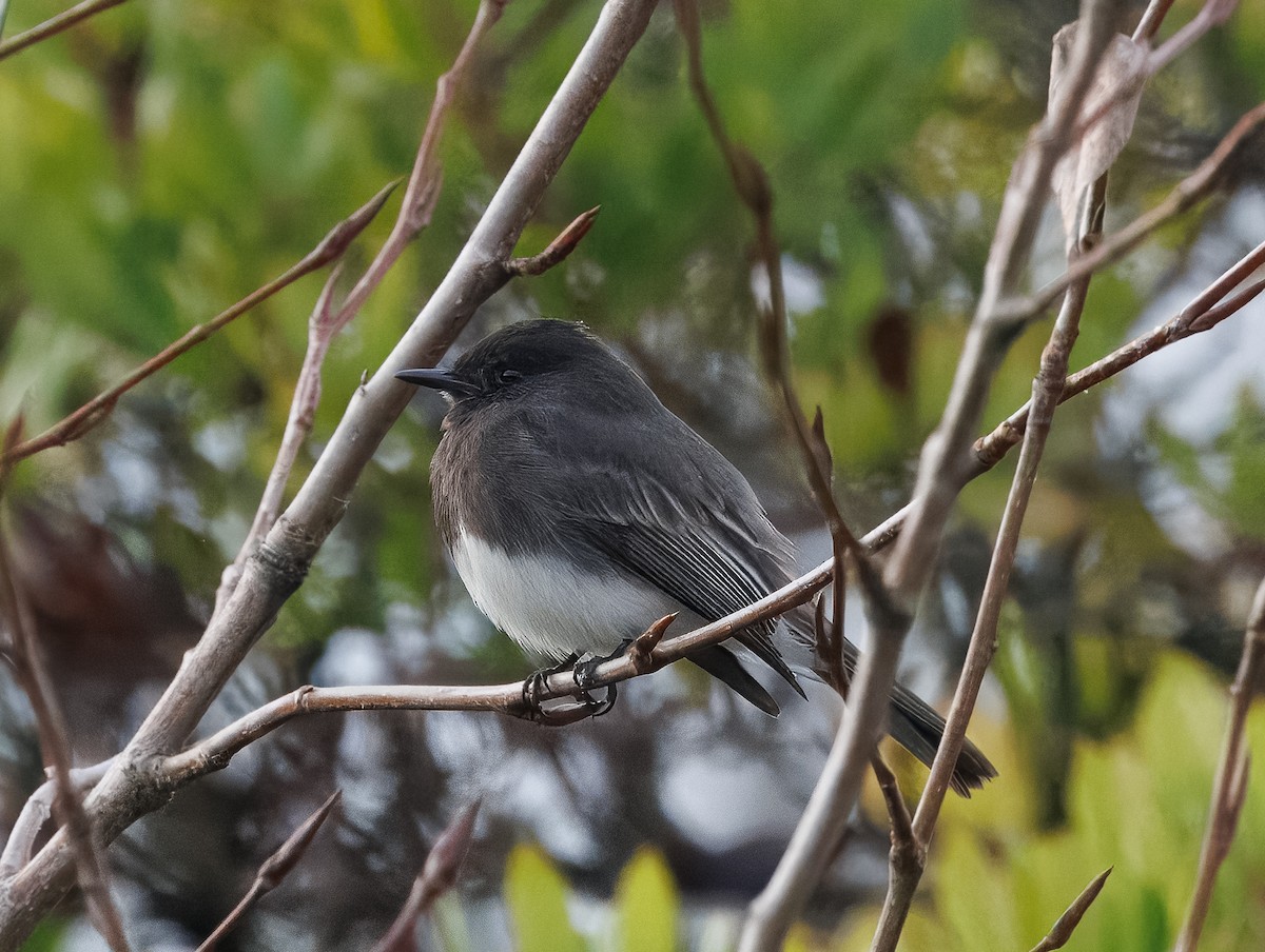 Black Phoebe - ML627973992