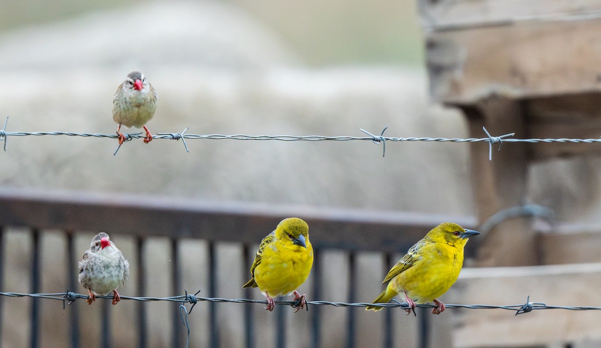 Cape Weaver - ML627974026