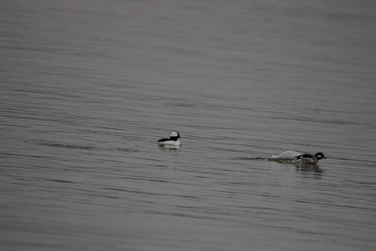 Bufflehead - ML627974049