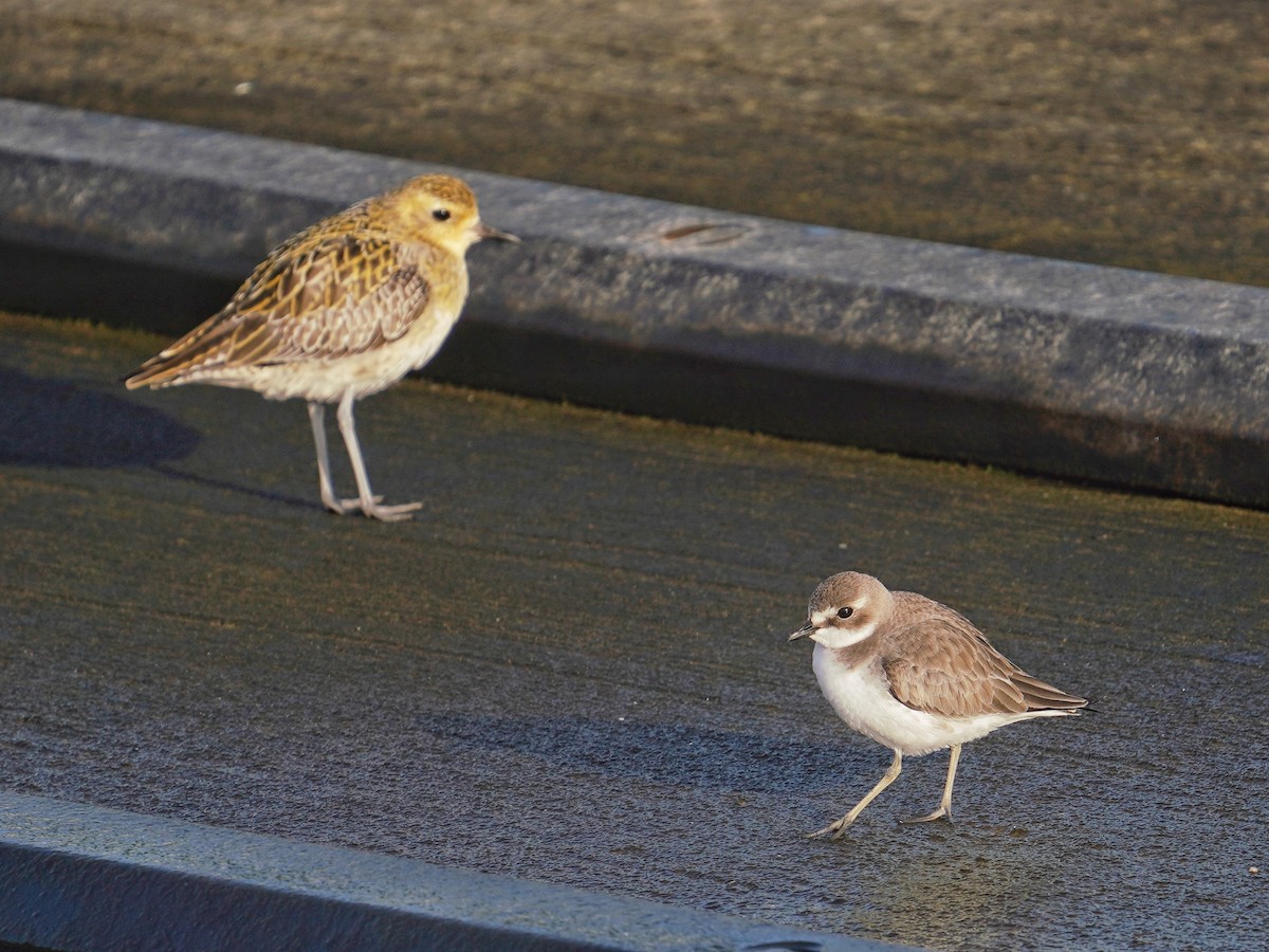 Siberian Sand-Plover - ML627974081