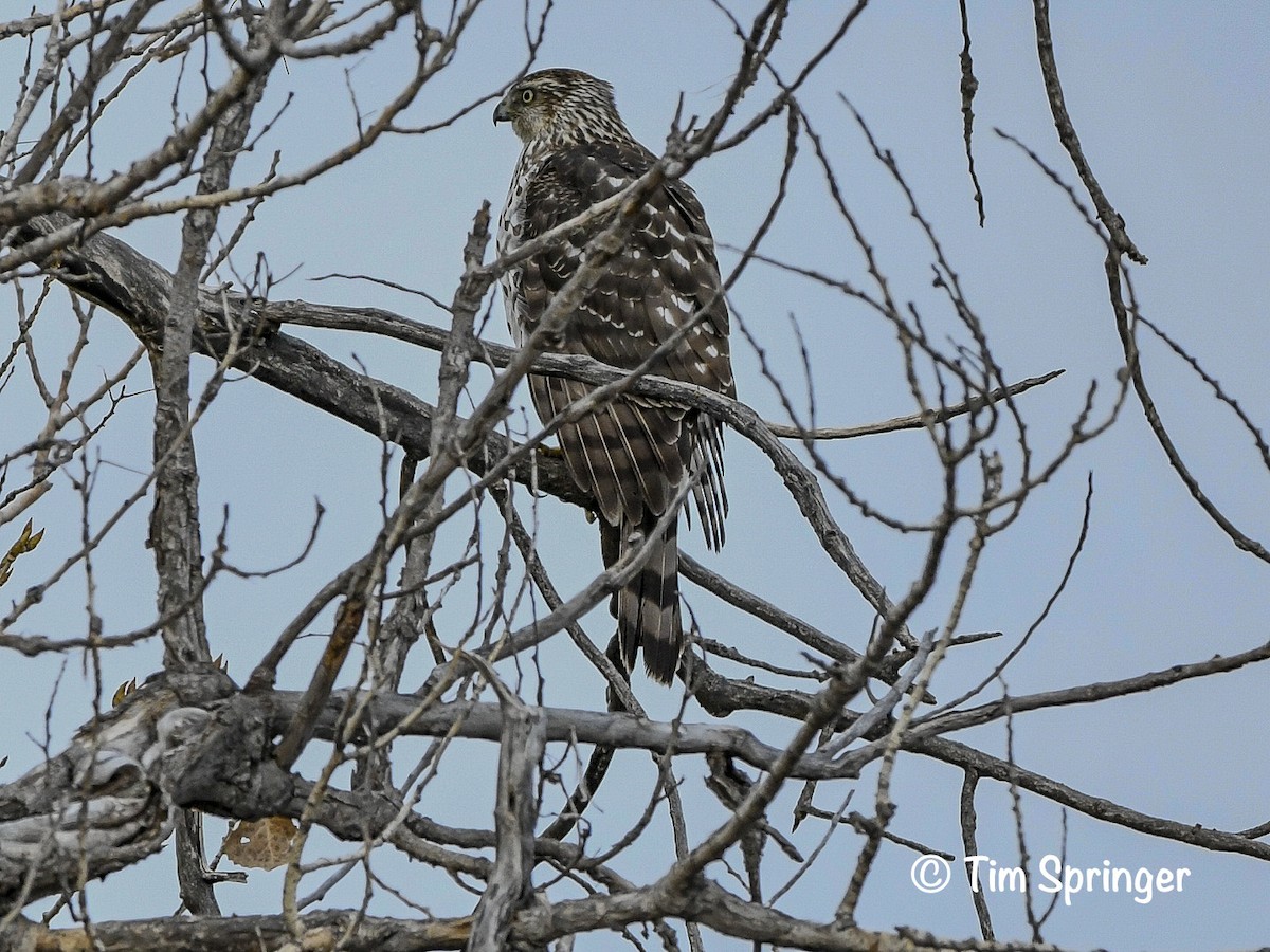 Cooper's Hawk - ML627974101