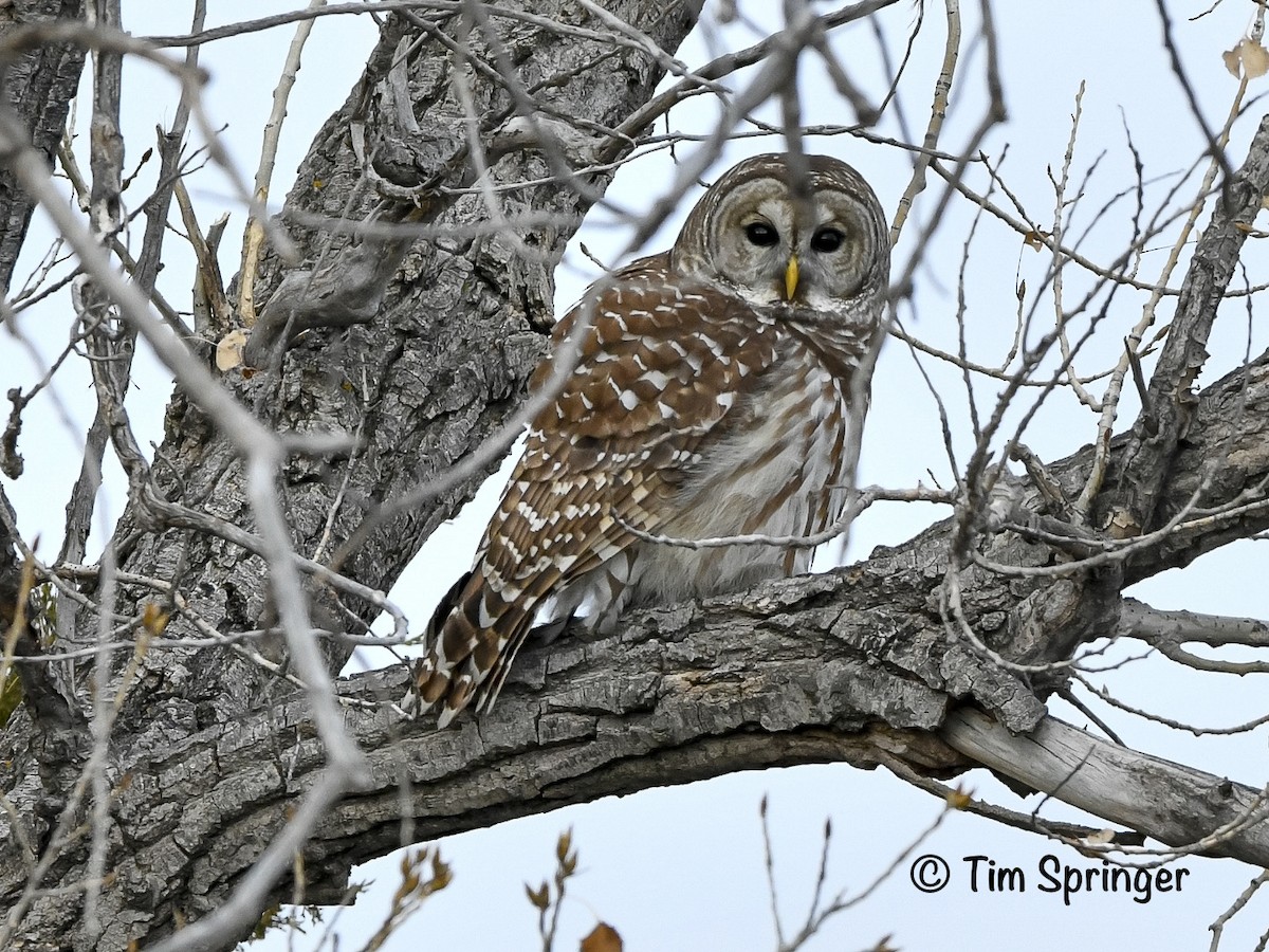 Barred Owl - ML627974111