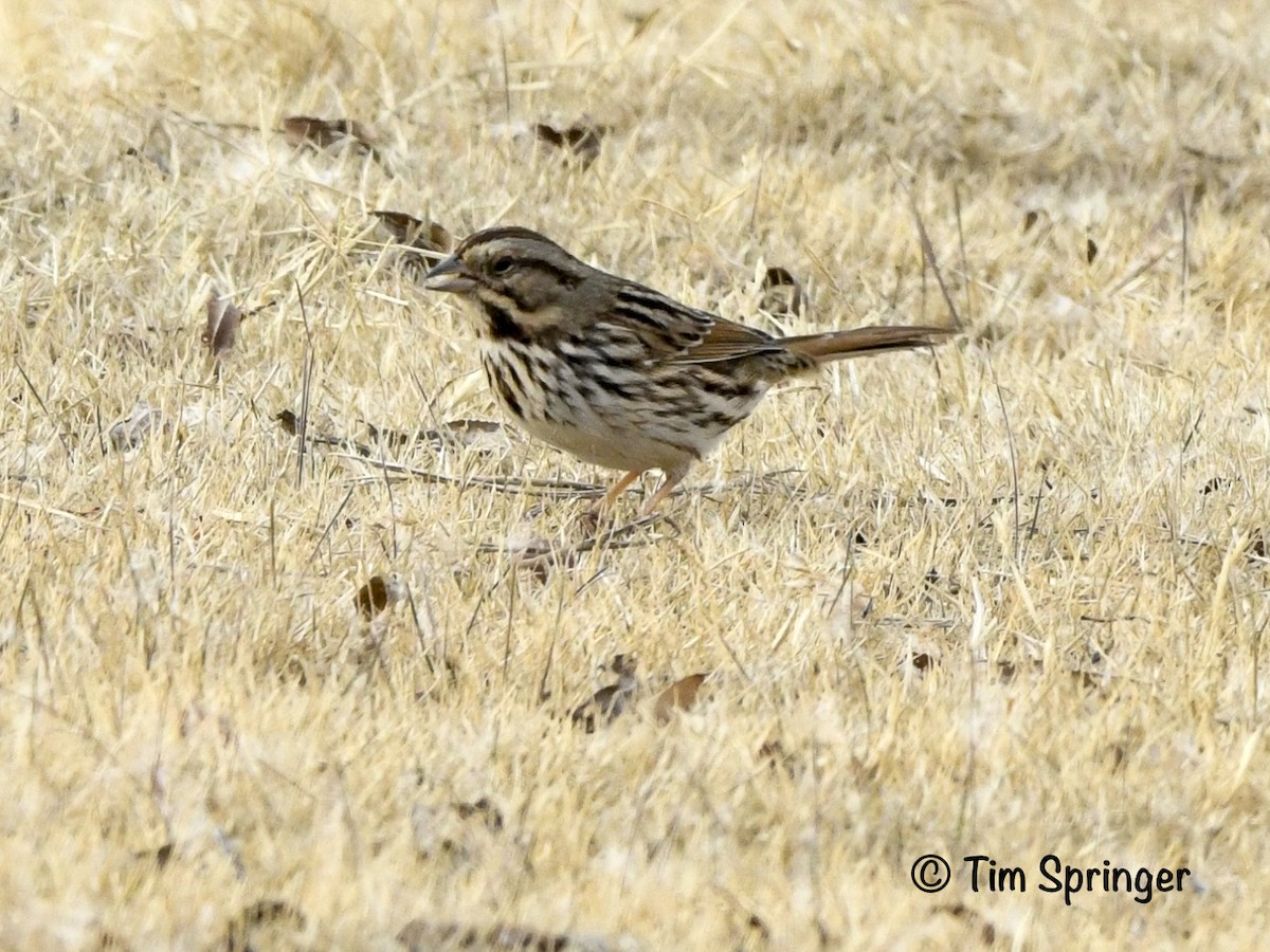 Song Sparrow - ML627974145