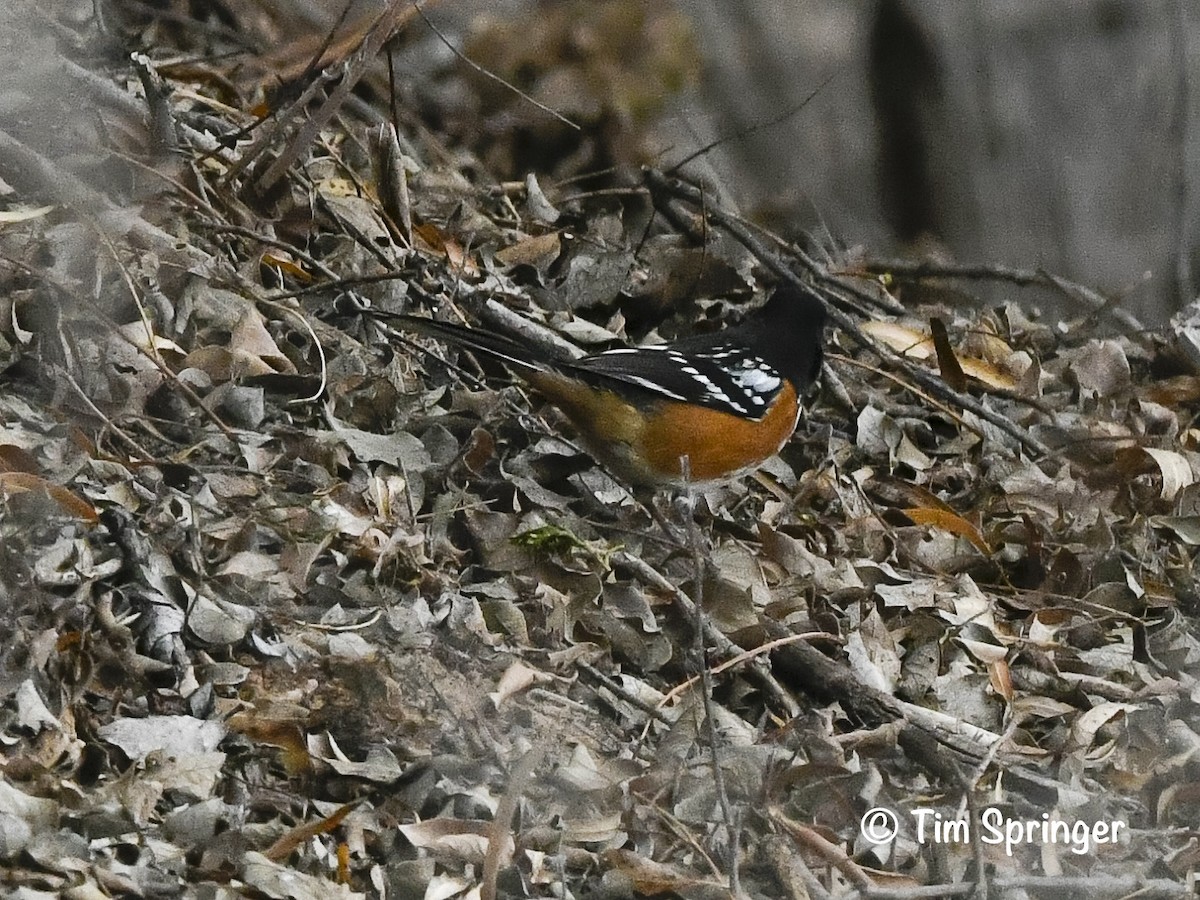 Spotted Towhee - ML627974152