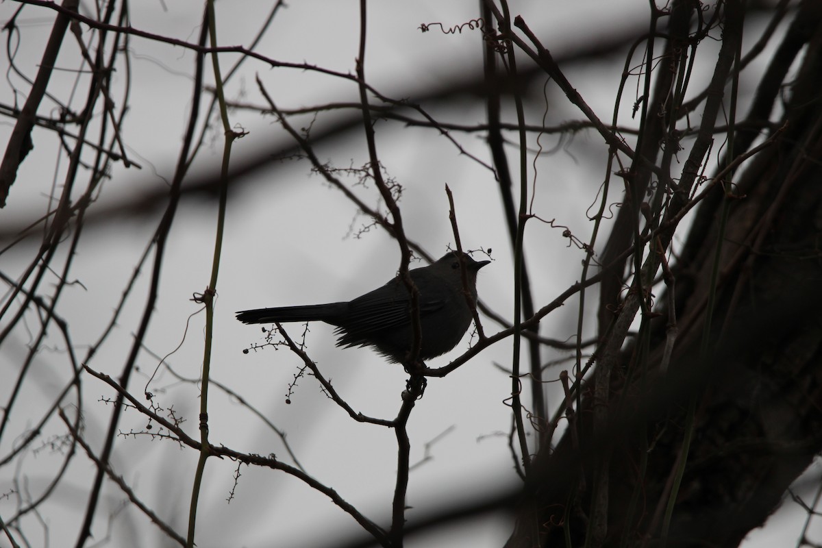 Gray Catbird - ML627974196