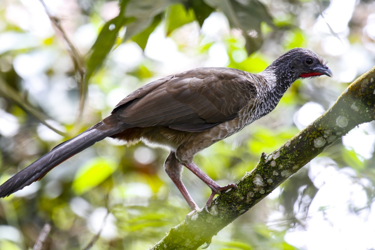 Colombian Chachalaca - ML627974198