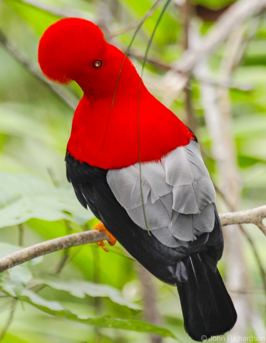 Andean Cock-of-the-rock - ML627974204