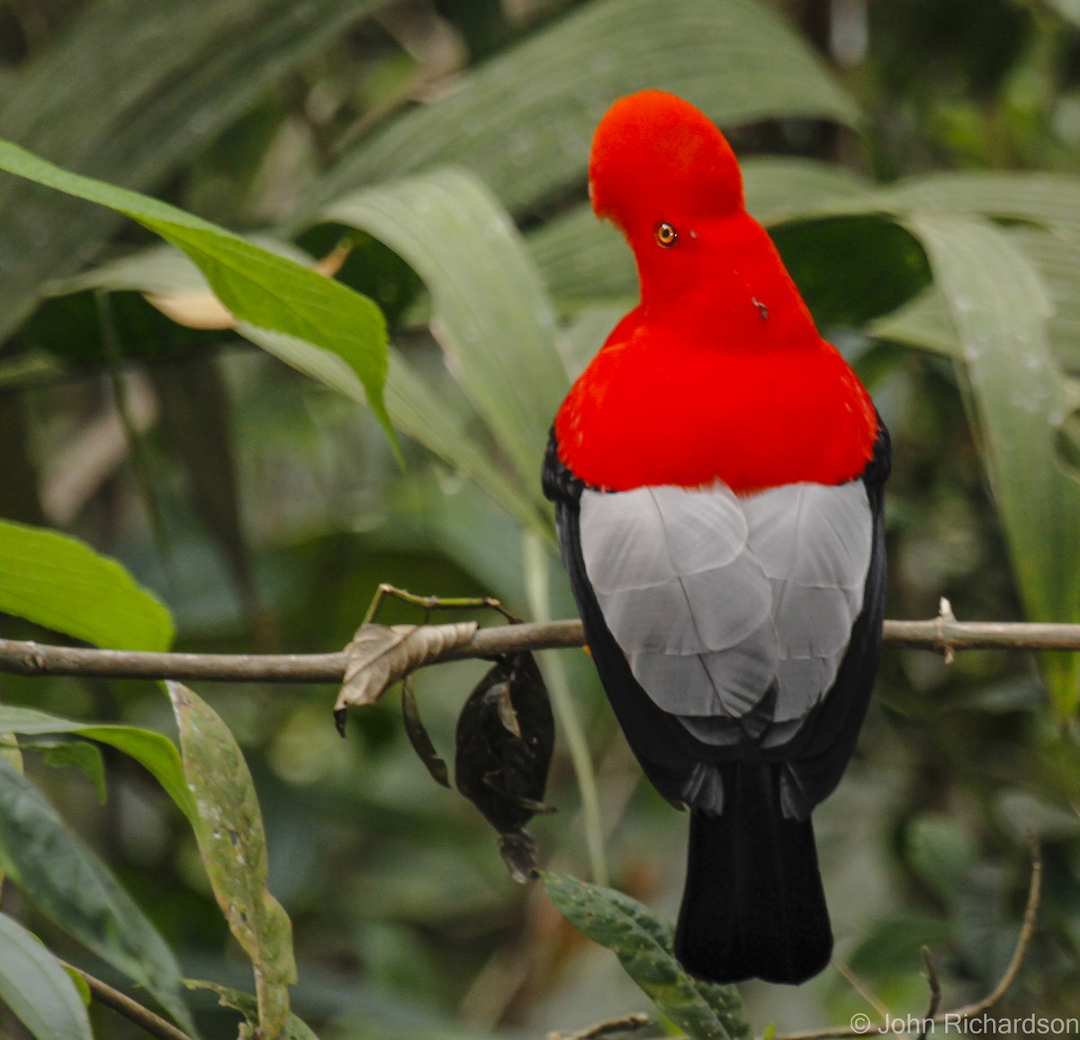 Andean Cock-of-the-rock - ML627974207