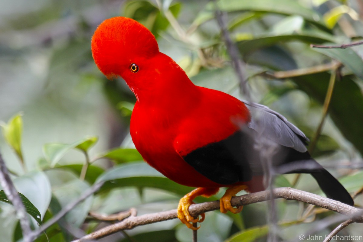 Andean Cock-of-the-rock - ML627974208