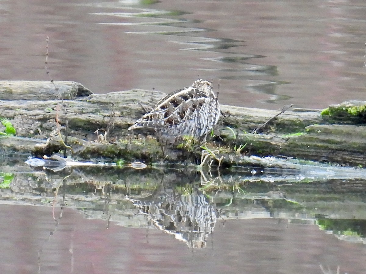 Wilson's Snipe - ML627974228