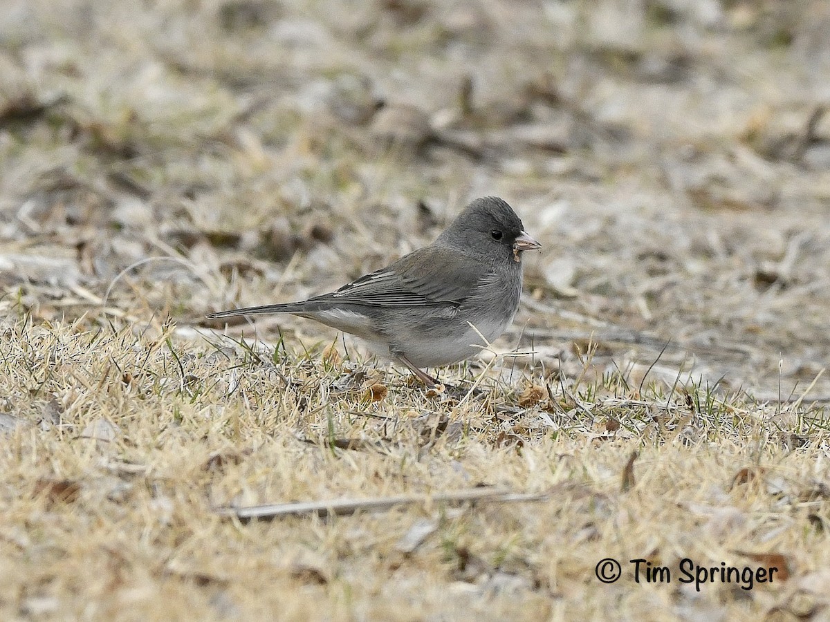 Dark-eyed Junco (Slate-colored) - ML627974239