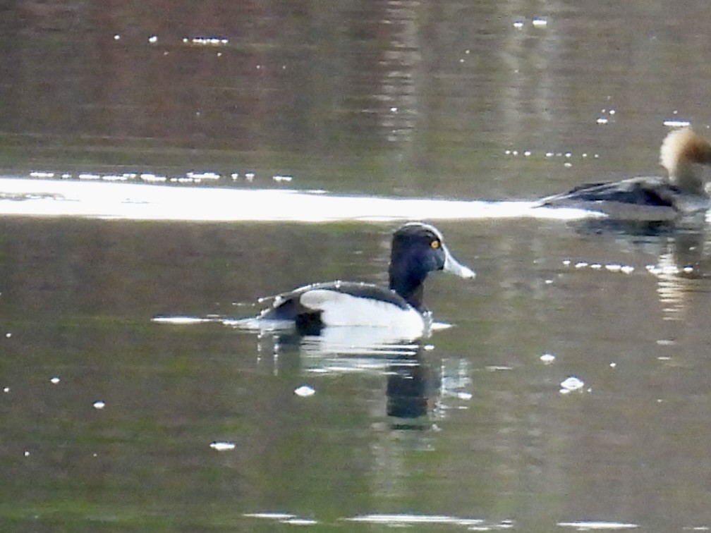 Ring-necked Duck - ML627974240