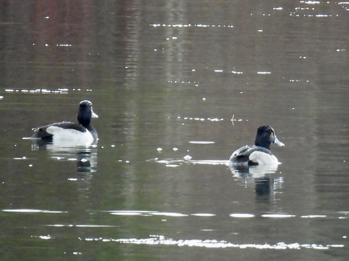 Ring-necked Duck - ML627974250