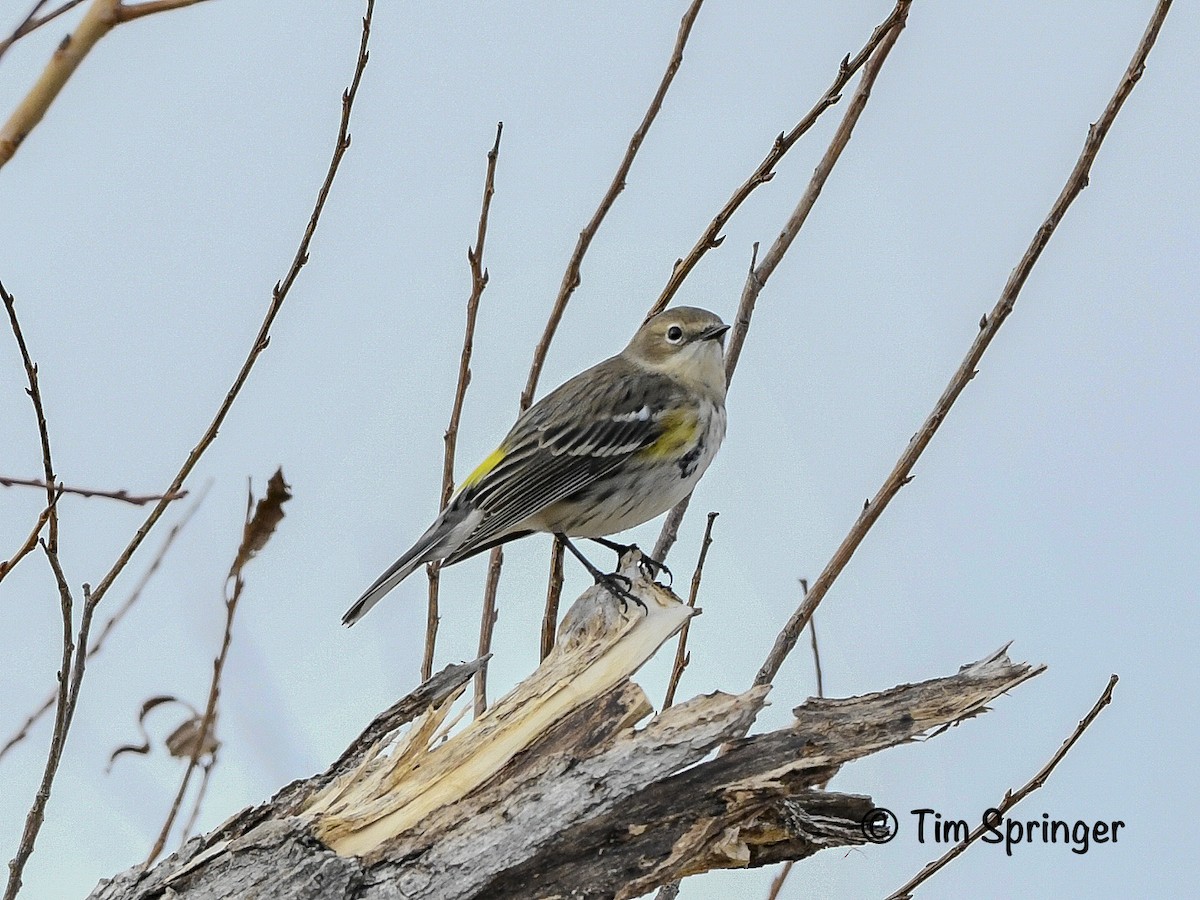 Yellow-rumped Warbler - ML627974253