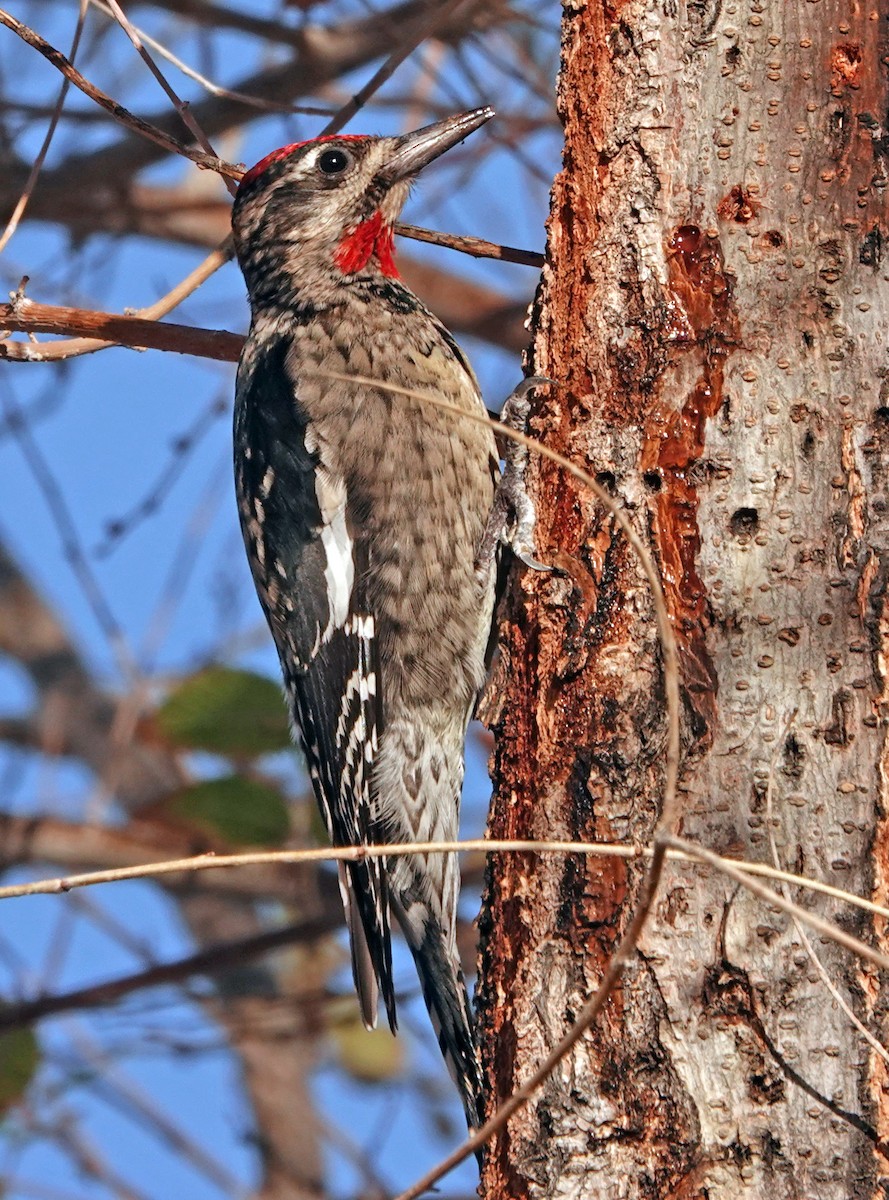 Red-naped Sapsucker - ML627974395