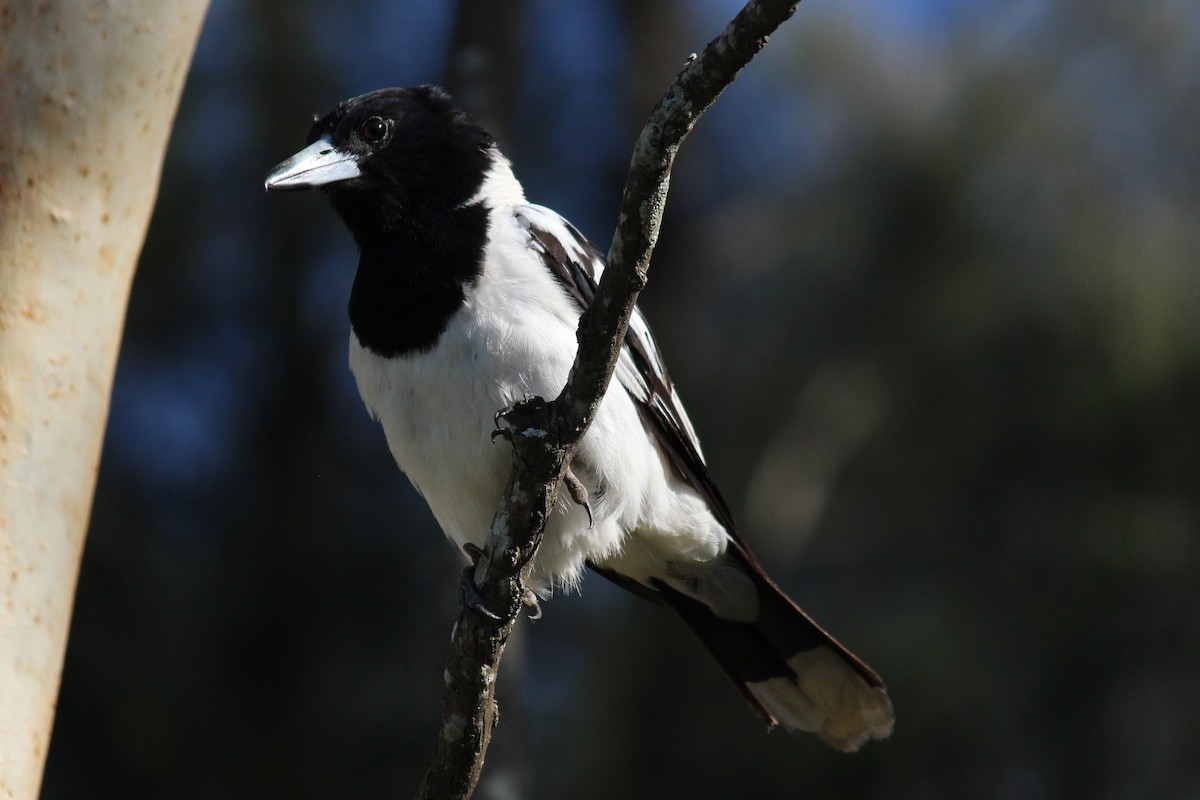 Pied Butcherbird - ML627974427