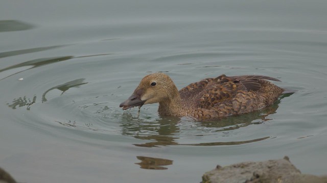 Eider à tête grise - ML627974481