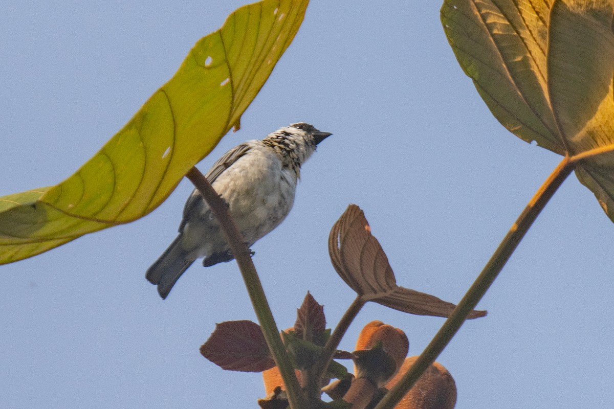 Tangara Grisdorada - ML627974548