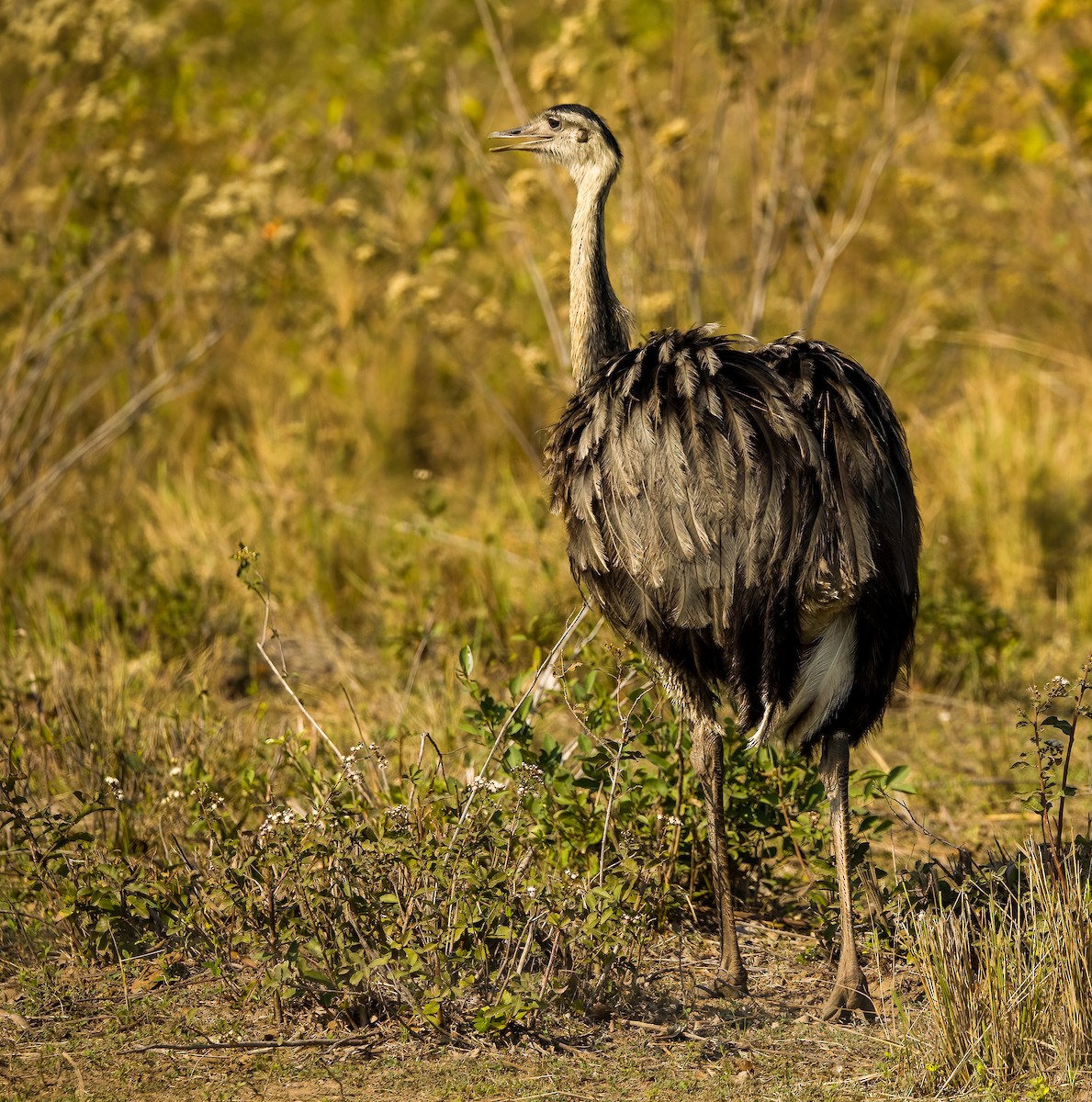 Greater Rhea - ML627974596