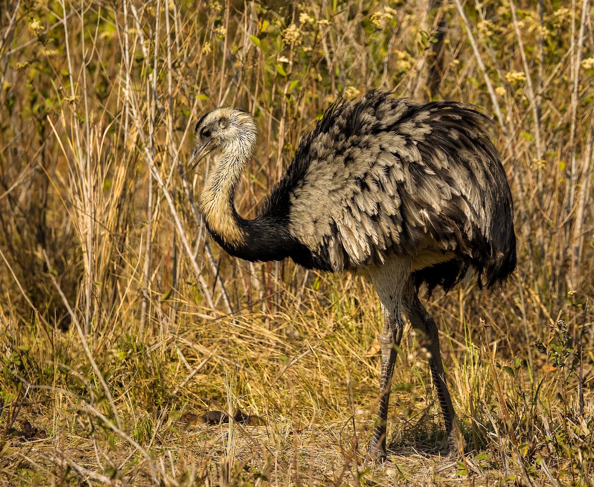 Greater Rhea - ML627974597