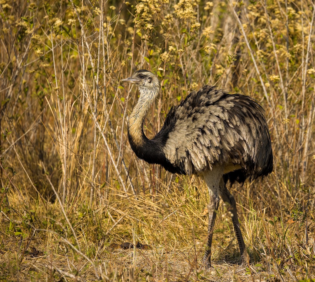 Greater Rhea - ML627974598