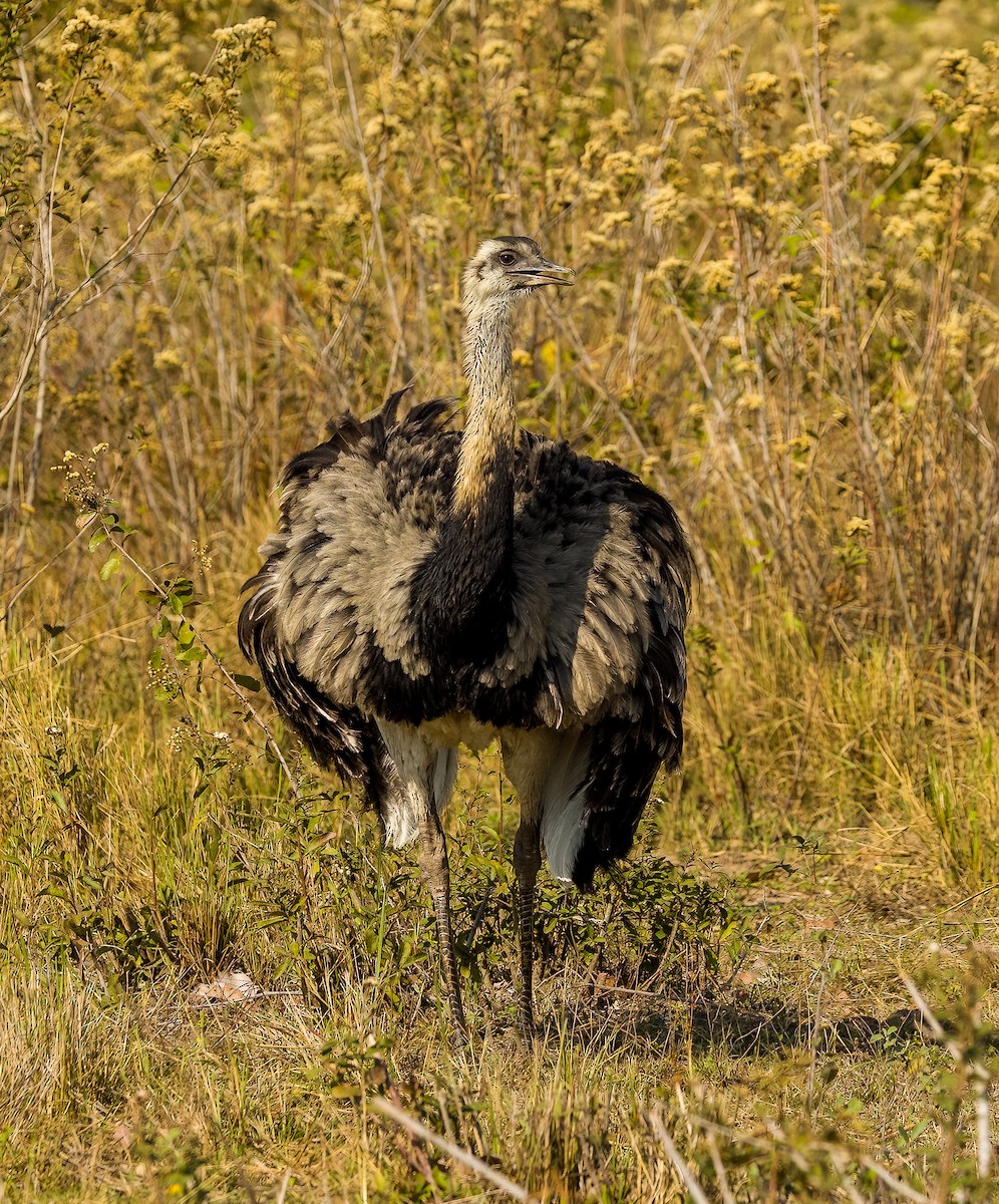 Greater Rhea - ML627974603