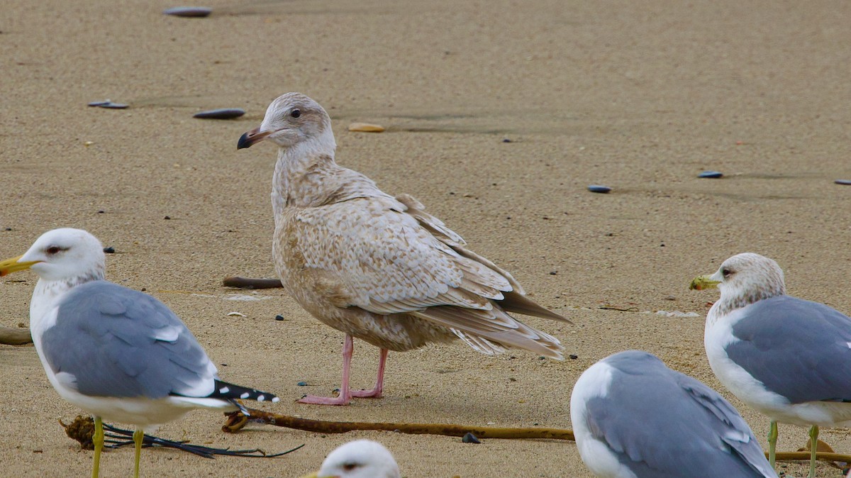 American Herring x Glaucous Gull (hybrid) - ML627974619