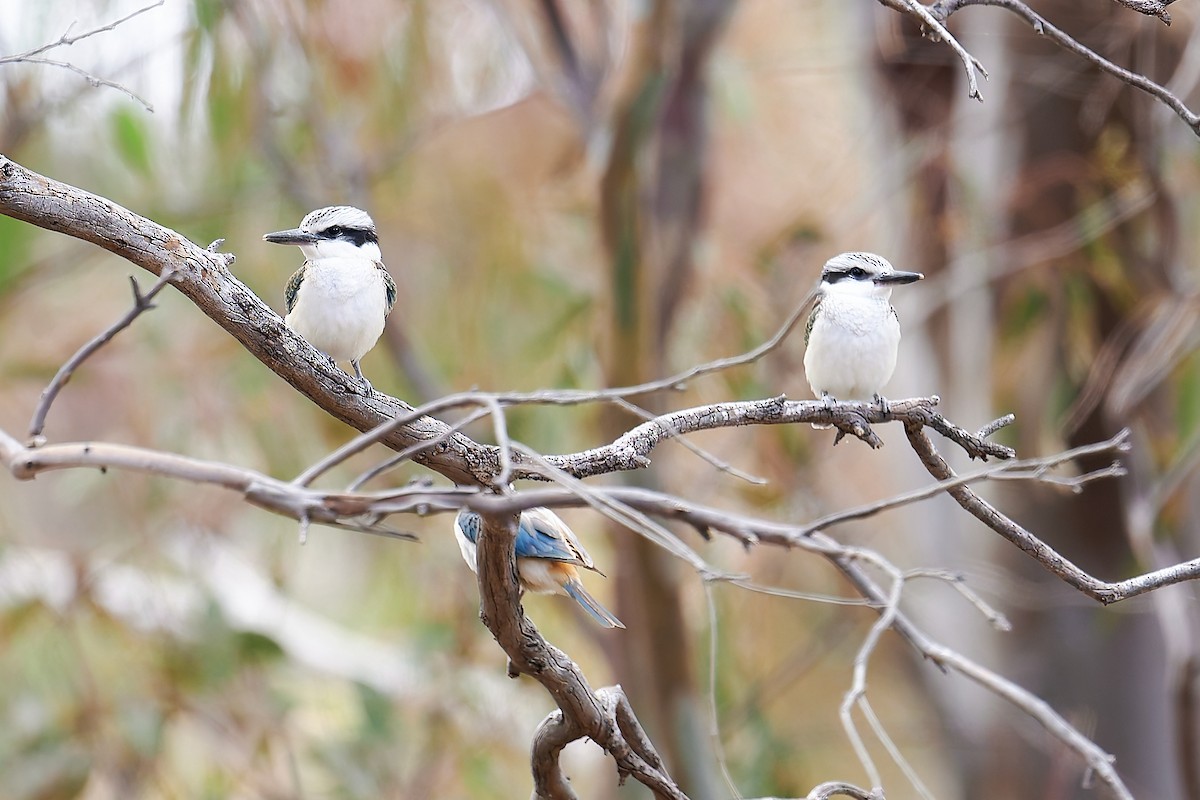 Red-backed Kingfisher - ML627974623