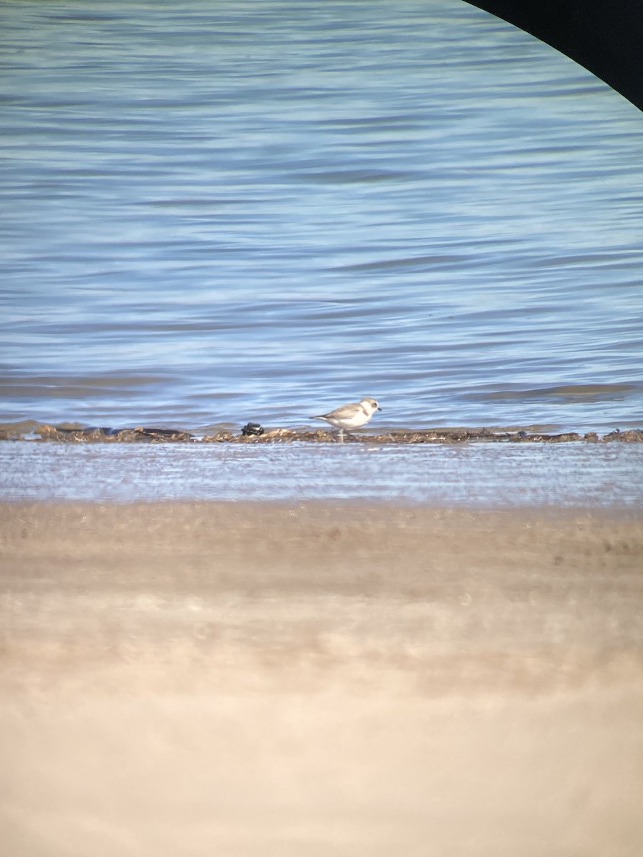 Snowy Plover - ML627974631