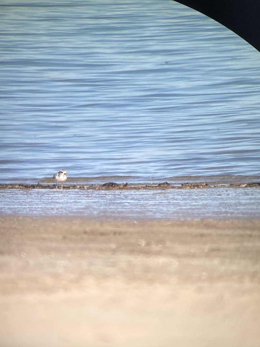 Snowy Plover - ML627974633