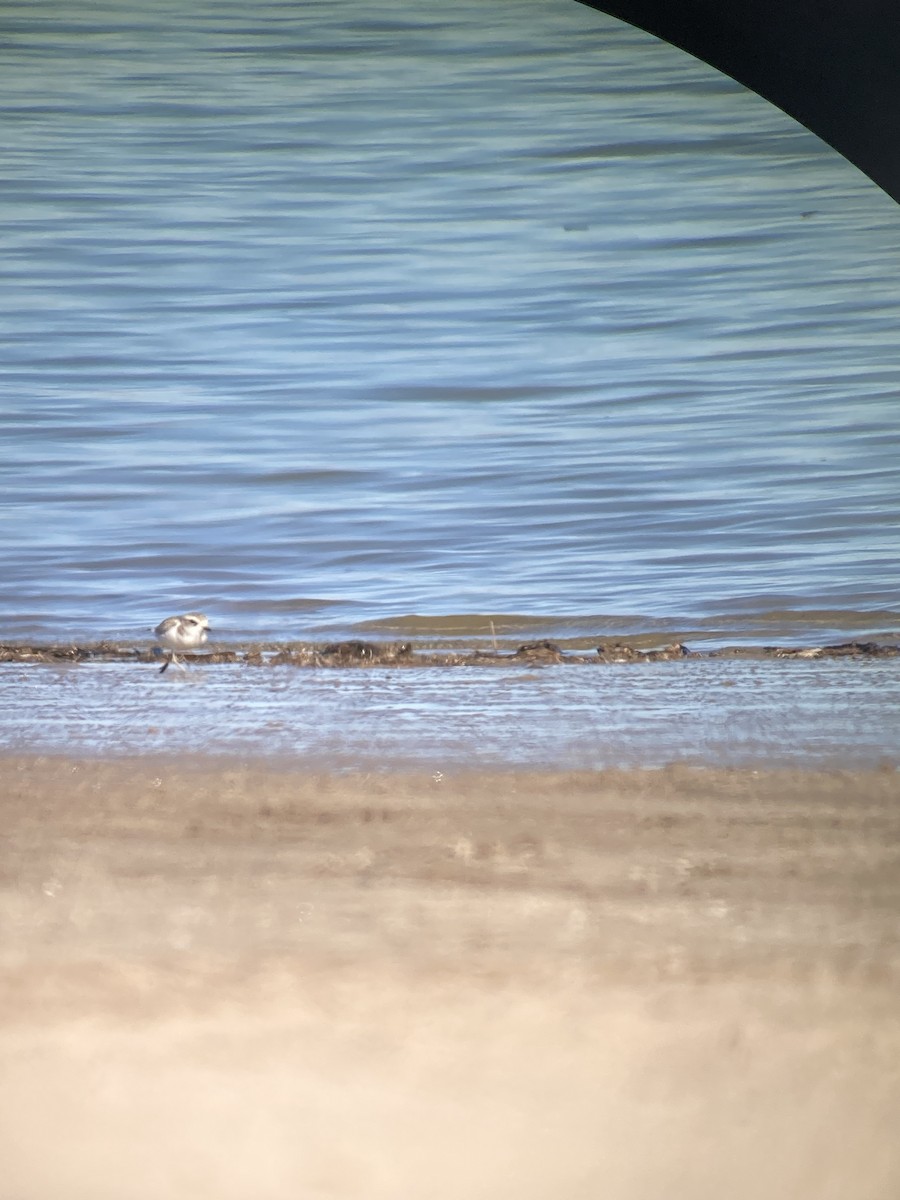 Snowy Plover - ML627974634