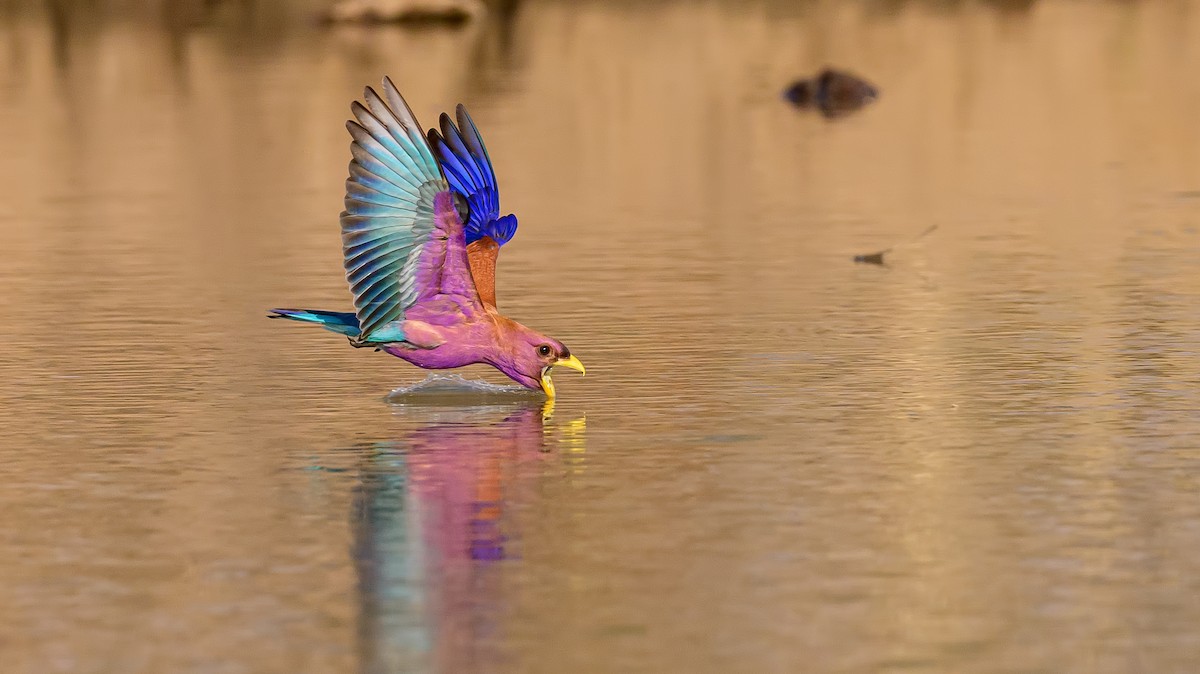 Broad-billed Roller - Shailesh Pinto