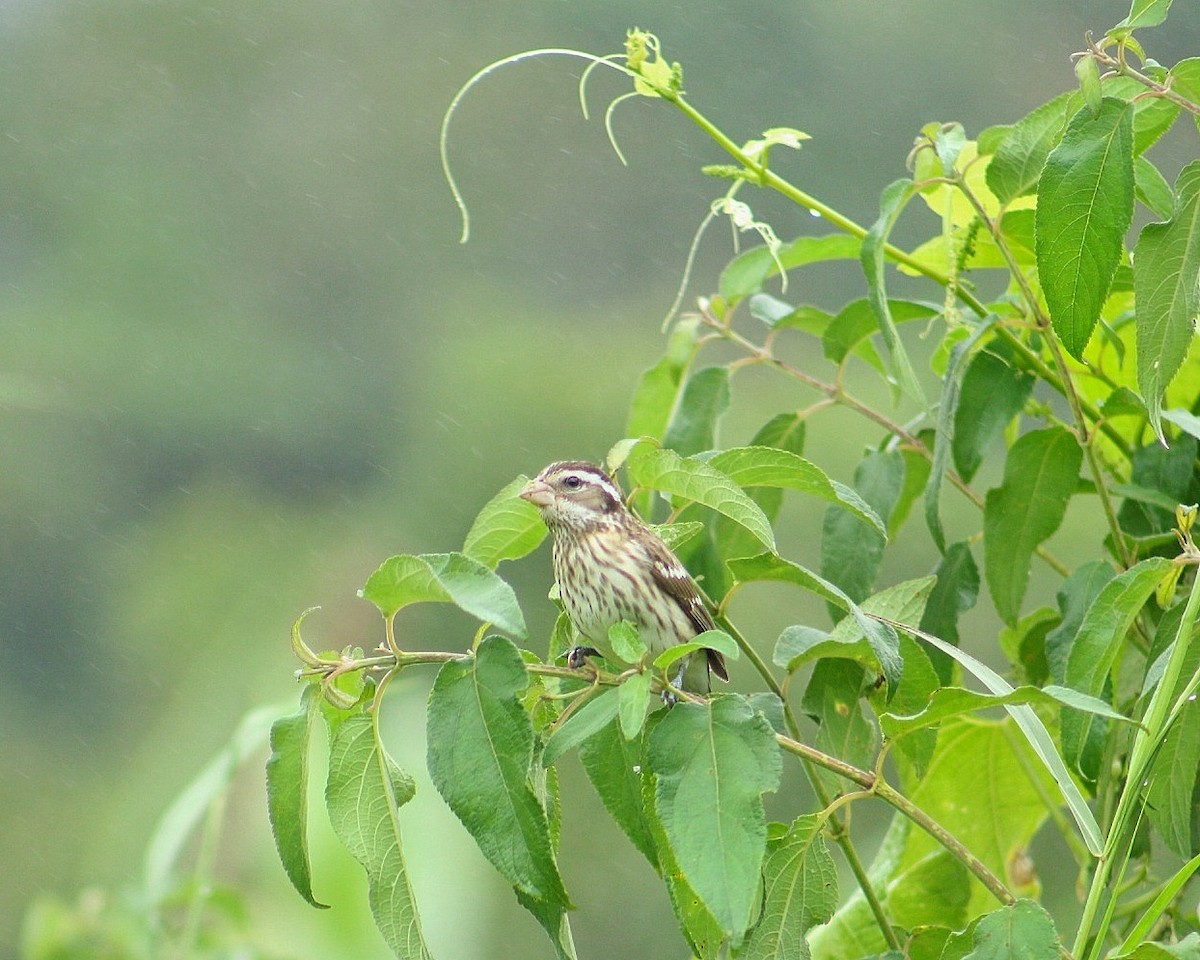 Rose-breasted Grosbeak - ML627974676