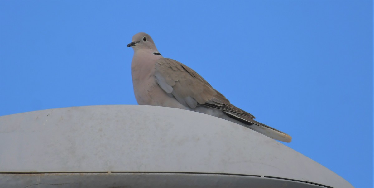 African Collared-Dove - ML627974702