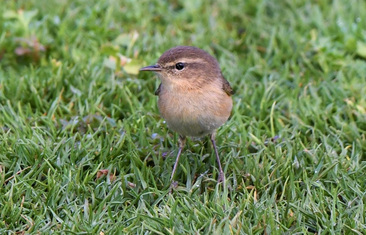 Canary Islands Chiffchaff - ML627974703