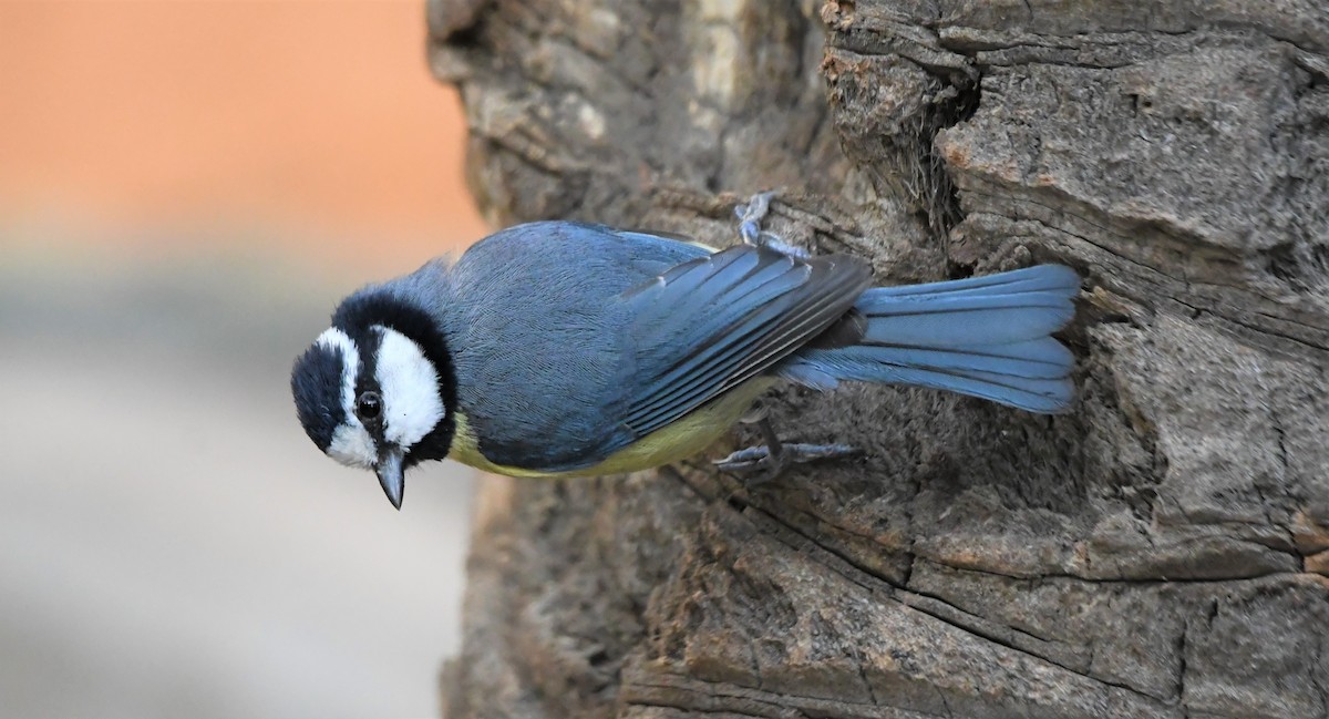 African Blue Tit - ML627974767