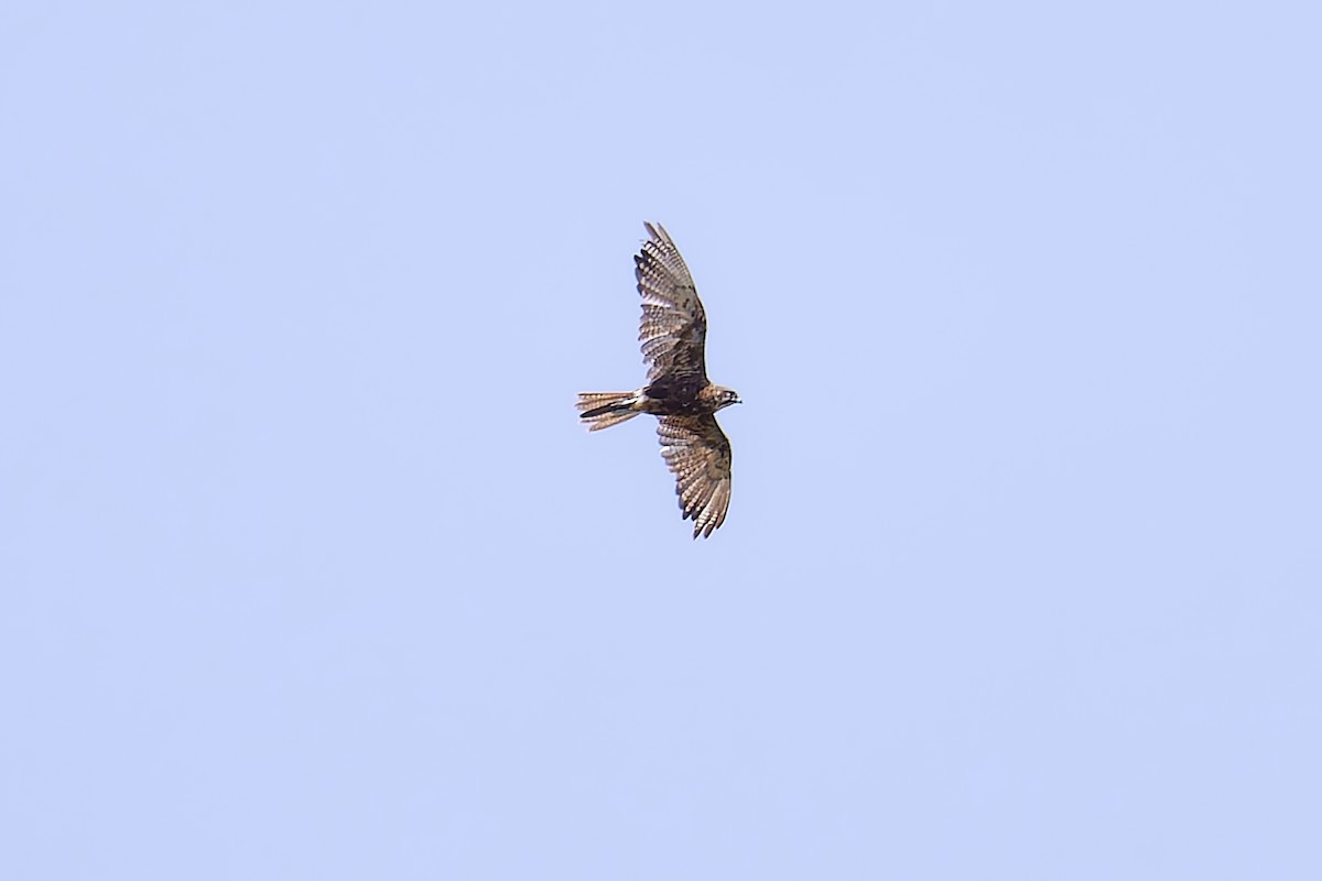 Brown Falcon - ML627974798