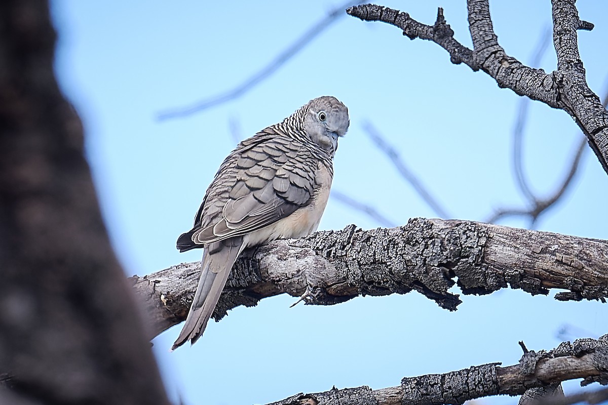 Peaceful Dove - ML627974805
