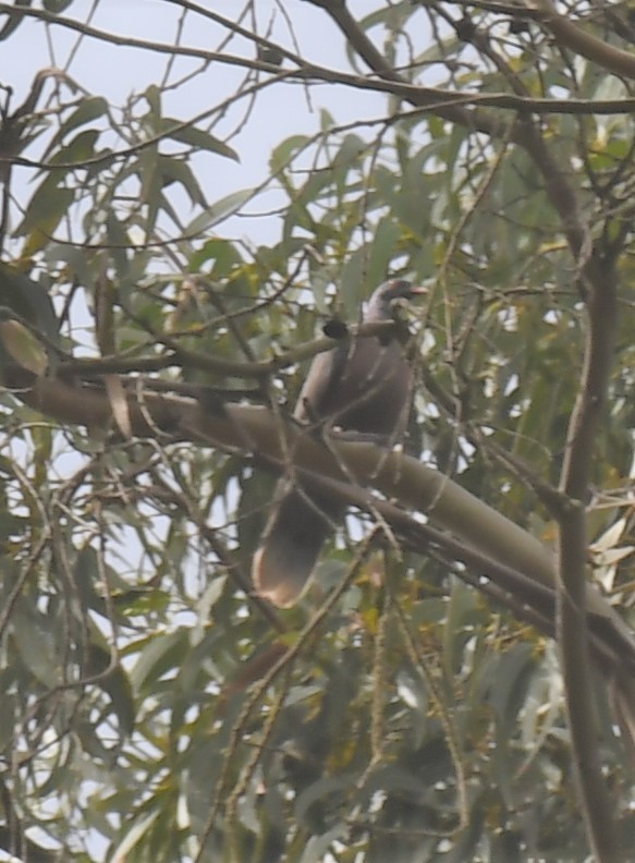 Laurel Pigeon - ML627974806