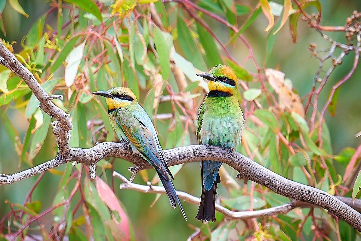 Rainbow Bee-eater - ML627974811