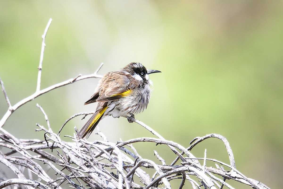 New Holland Honeyeater - ML627974816