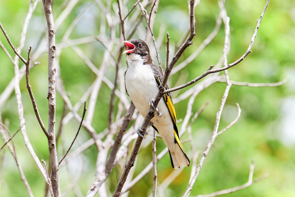 Painted Honeyeater - ML627974822